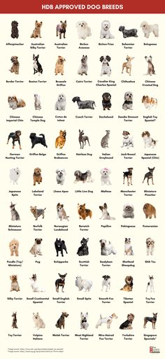 an image of dogs that are all different colors and sizes, with the words dog breeds on