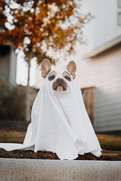 a dog dressed up in a ghost costume