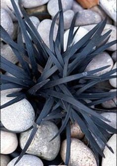 a black plant is surrounded by rocks and stones on the ground with it's leaves sprouting out