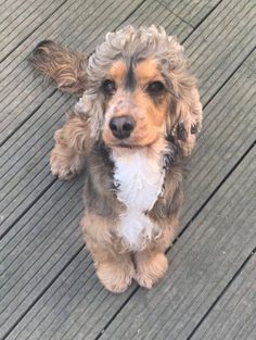 a brown and white dog sitting on top of a wooden floor