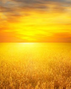 the sun is setting over a field of tall grass with yellow and orange clouds in the background