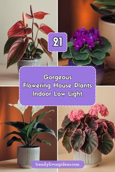 four different types of house plants with text overlay reading gorgeous flowering house plants indoors low light