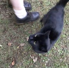 a black cat standing on top of a grass covered field next to a persons legs