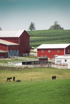 several horses grazing in a field next to red barns