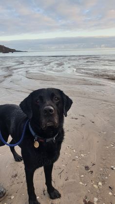 a black dog standing on top of a sandy beach next to the ocean with a blue leash