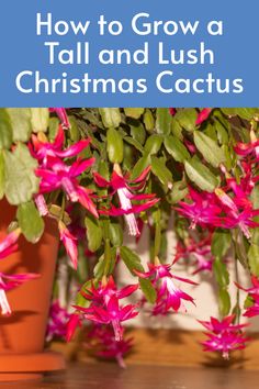 a potted plant with pink flowers in it and the words how to grow a tall and lush christmas cactus