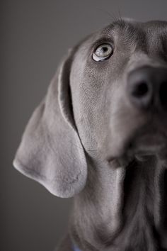 a close up of a dog's face looking at the camera