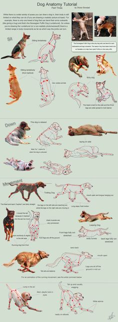 an info sheet shows how dogs are doing different things in their body, including the legs and