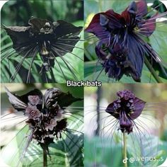 four different types of flowers with black bats on their petals and the same flower head