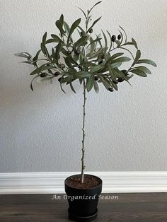 an olive tree in a black pot on a wooden floor