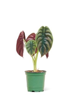 a green potted plant with red and green leaves