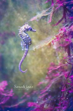 a sea horse swimming in the ocean with purple and green algaes around it's edges