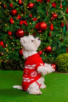 a small white dog wearing a red sweater in front of a christmas tree