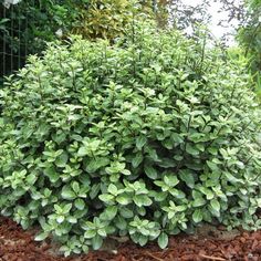 a bush with green leaves growing in the ground