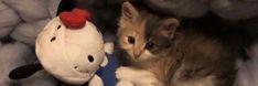 a kitten is sitting next to a stuffed animal