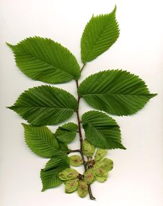 a branch with green leaves and buds on a white background, showing the budding