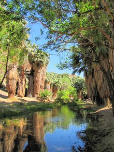 a river surrounded by palm trees in the middle of a forest with water running through it