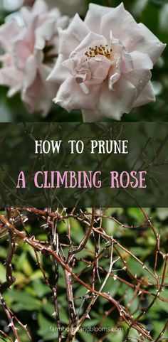 two pictures, one of pink roses, and one of rose vines Climbing Rose Trellis Ideas, Climbing Rose Trellis, Thornless Climbing Roses, Pruning Climbing Roses, New Dawn Climbing Rose, Climbing Roses Trellis, Pruning Roses