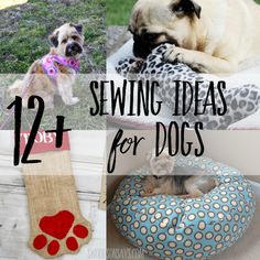 four different dog beds with the words sewing ideas for dogs on them and pictures of their puppies