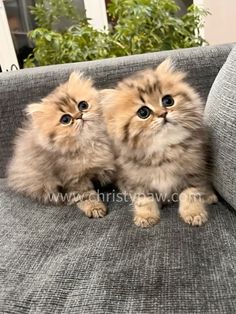 two small kittens sitting on top of a couch next to each other, looking at the camera