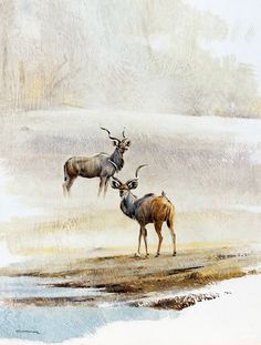 two antelope standing next to each other in the water, with one looking at another