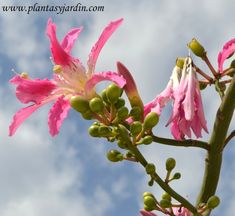 pink flowers and green leaves against a blue sky with wispy clouds in the background