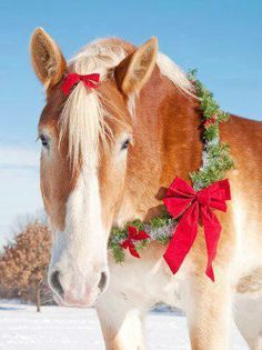 a brown and white horse wearing a red ribbon around its neck in the snow with a christmas wreath on it's head