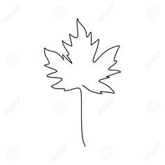 a single line drawing of a maple leaf on a white background stock photo and royalty