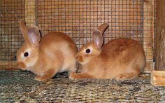 two brown rabbits sitting next to each other in a cage