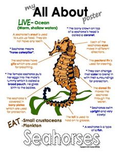 a poster with the words all about seahorses and their corresponding parts in english