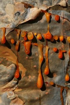 some orange drops are hanging from a rock