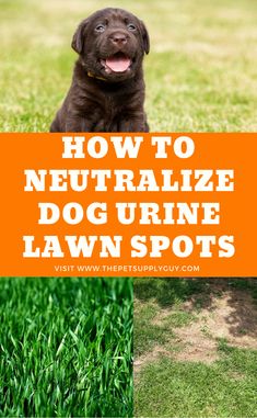 how to neutralize dog urine in lawn spots