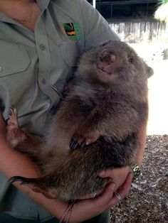 a person holding a small animal in their arms