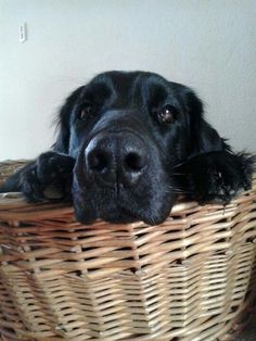 a close up of a dog laying in a basket with its head resting on it's paws