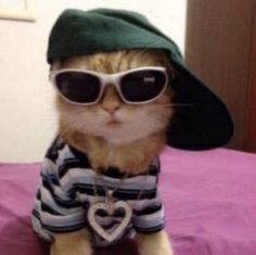 a cat wearing sunglasses and a hat on top of a bed