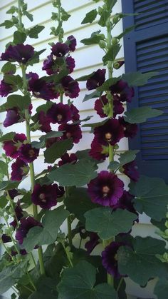 purple flowers growing in front of a white house