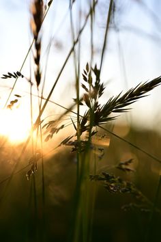 the sun is setting behind some tall grass