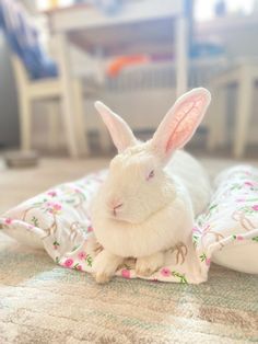 a white rabbit sitting on top of a blanket