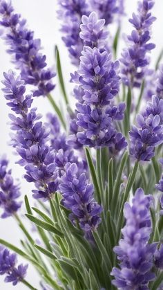 purple flowers are in a vase on a table