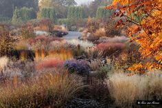 a garden with lots of different colored plants and trees in the background on a foggy day