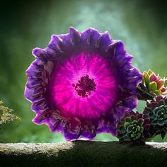 a large purple flower sitting on top of a rock next to succulents