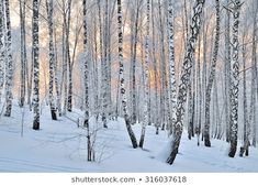 snow covered trees in the woods at sunset stock photo