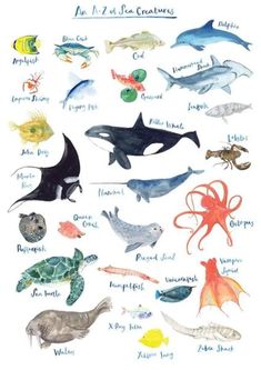 a poster with different types of sea animals