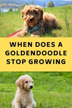 a puppy sitting on top of a lush green field next to a yellow sign that says goldendoodle puppy essential checklist