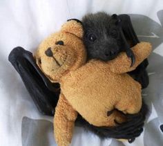 a bat holding a teddy bear on top of it's back with caption that reads, i think bats are super cute but bats can be adorable