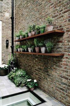 several potted plants are arranged on wooden shelves in front of a brick wall and floor