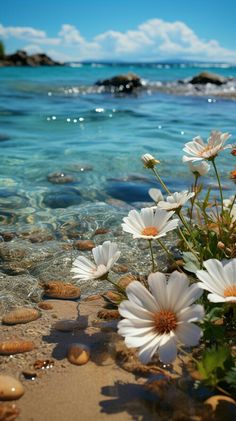 some white flowers and rocks in the water