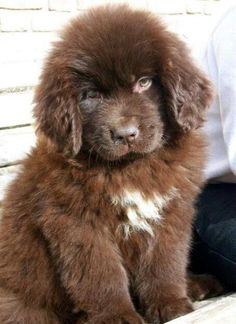 a brown puppy sitting on top of a wooden bench