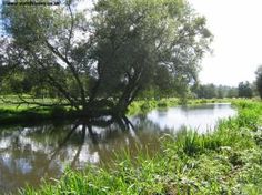 a river running through a lush green field next to a forest filled with lots of trees