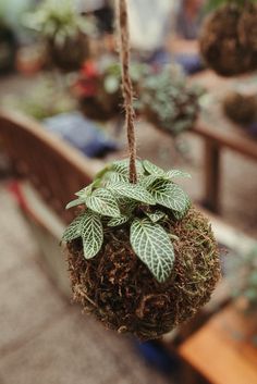 a plant hanging from a rope in a room filled with potted plants and wooden benches